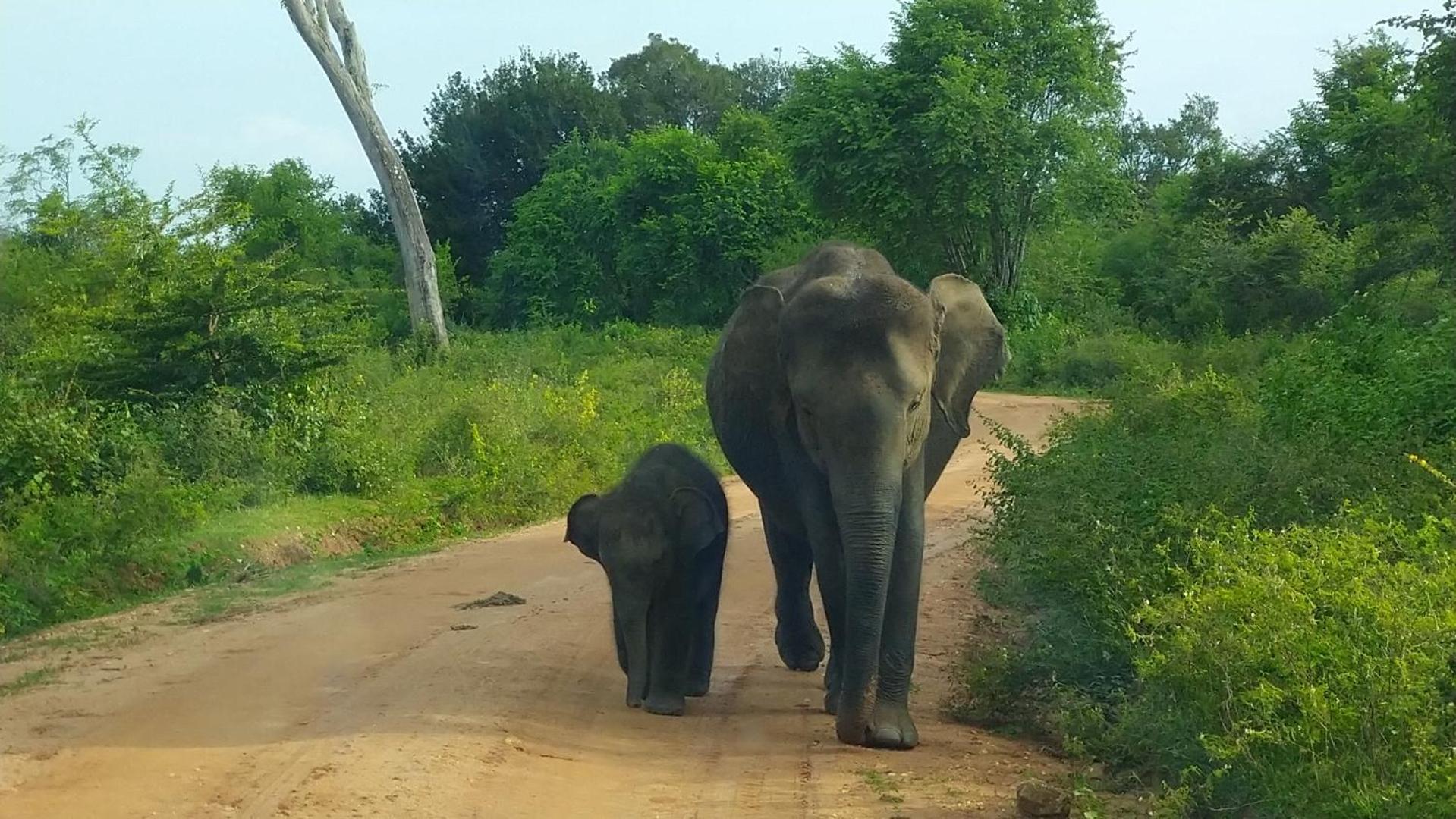 Udawalawa Safari Resort Udawalawe Eksteriør billede