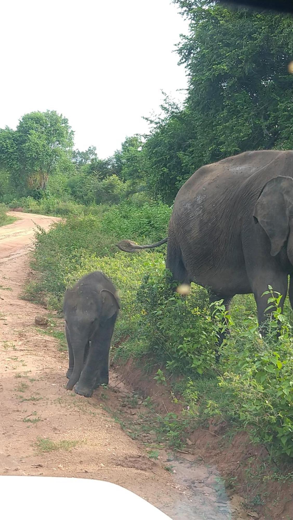 Udawalawa Safari Resort Udawalawe Eksteriør billede