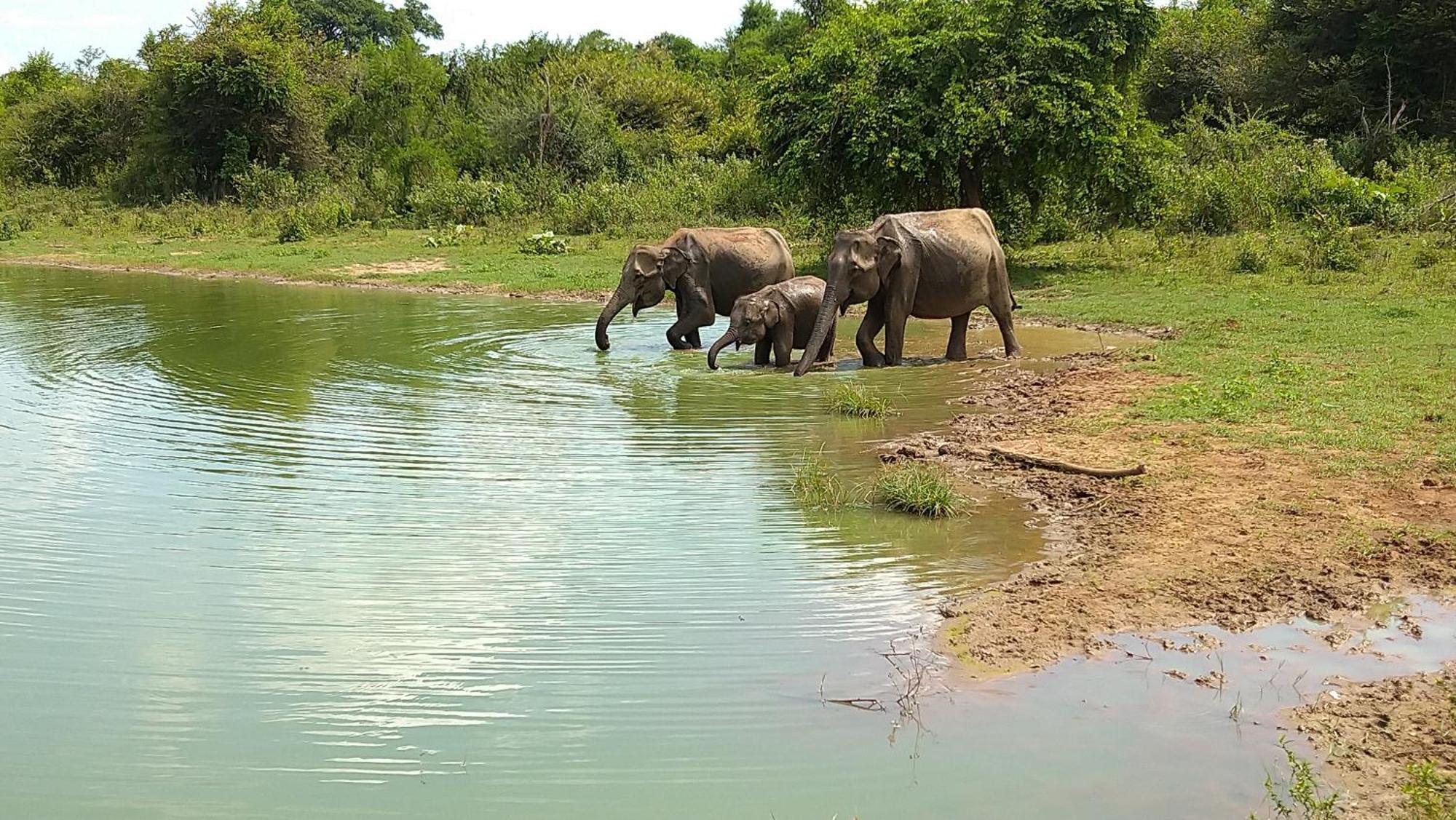 Udawalawa Safari Resort Udawalawe Eksteriør billede