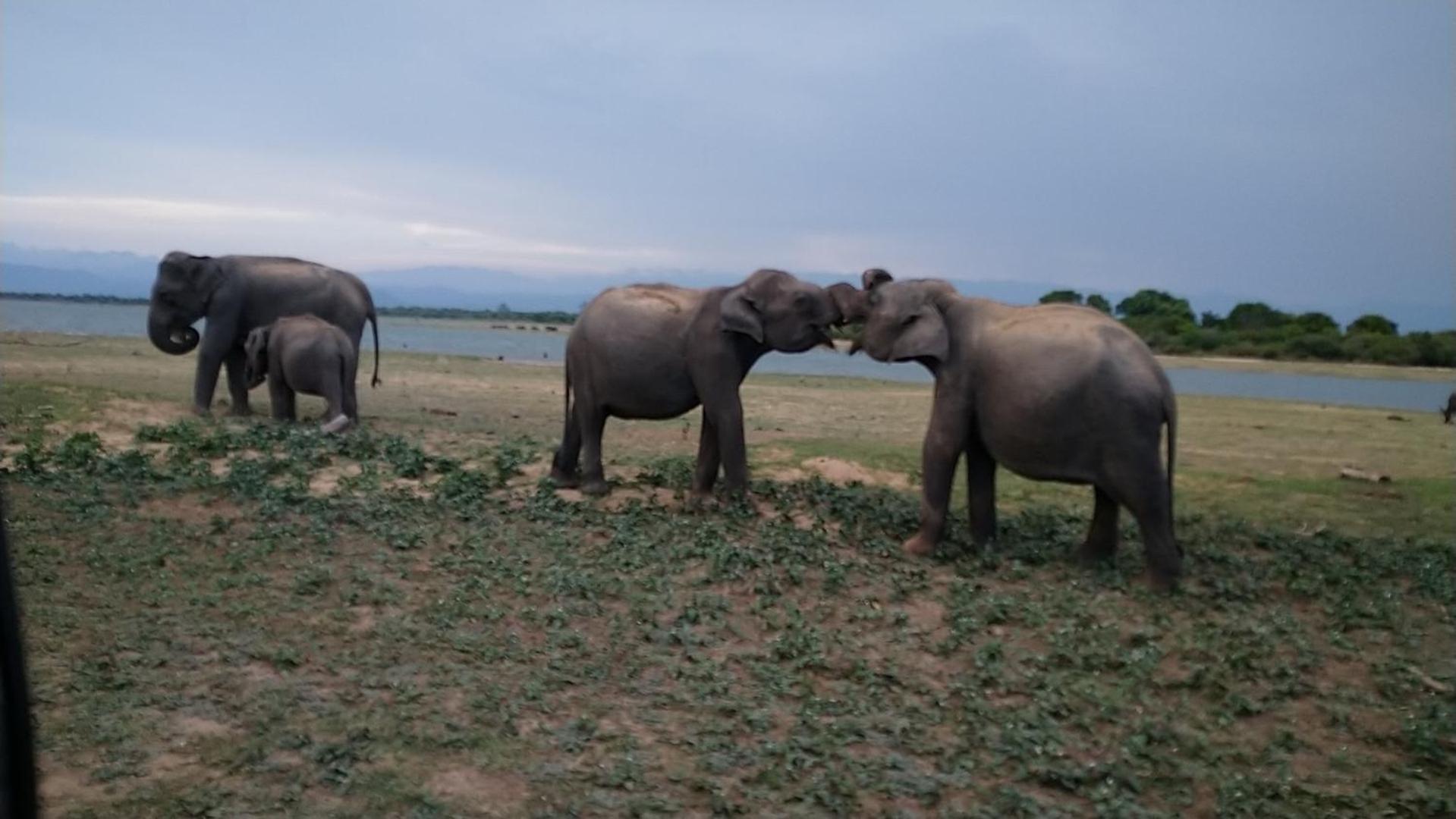 Udawalawa Safari Resort Udawalawe Eksteriør billede