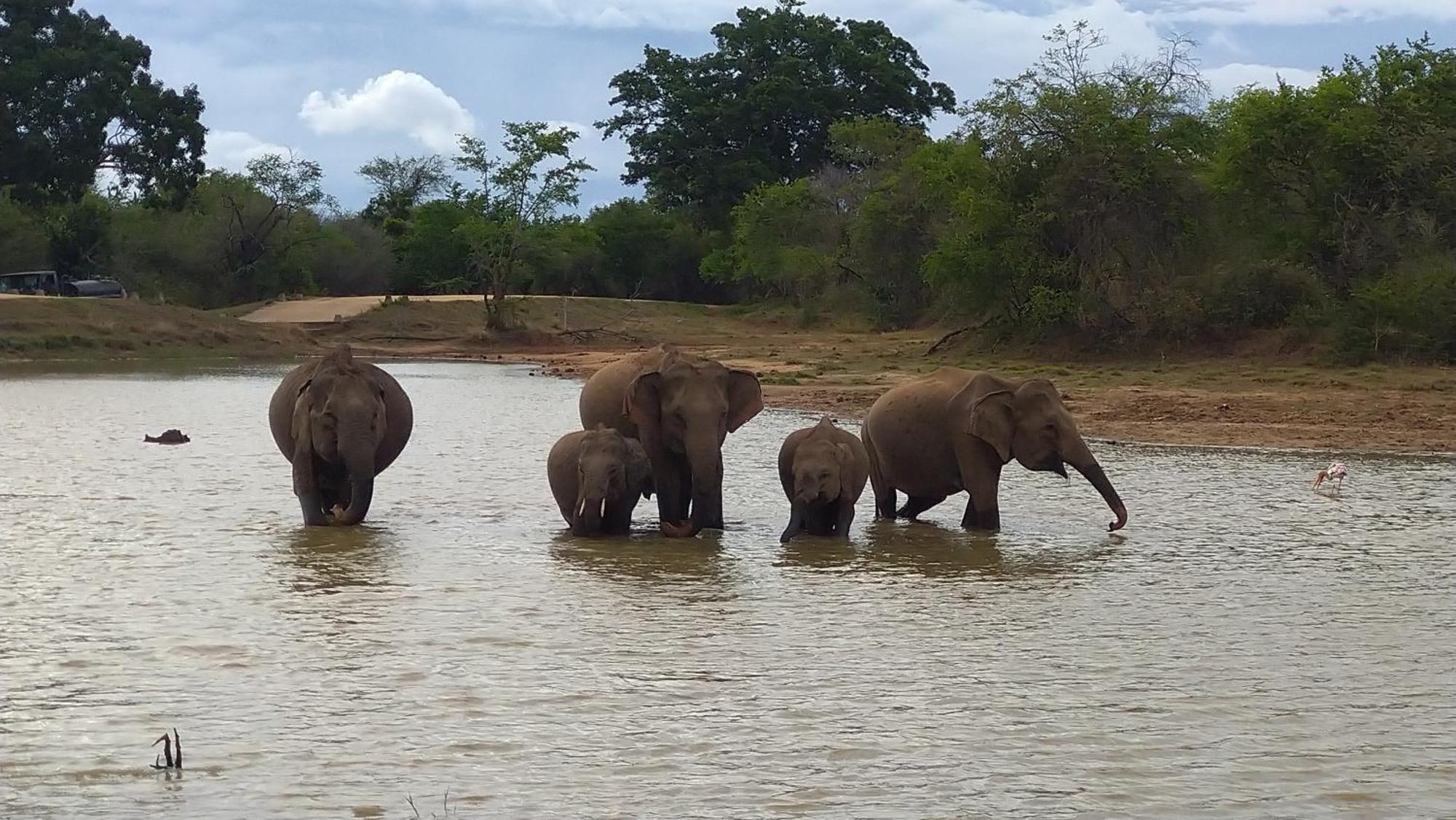 Udawalawa Safari Resort Udawalawe Eksteriør billede