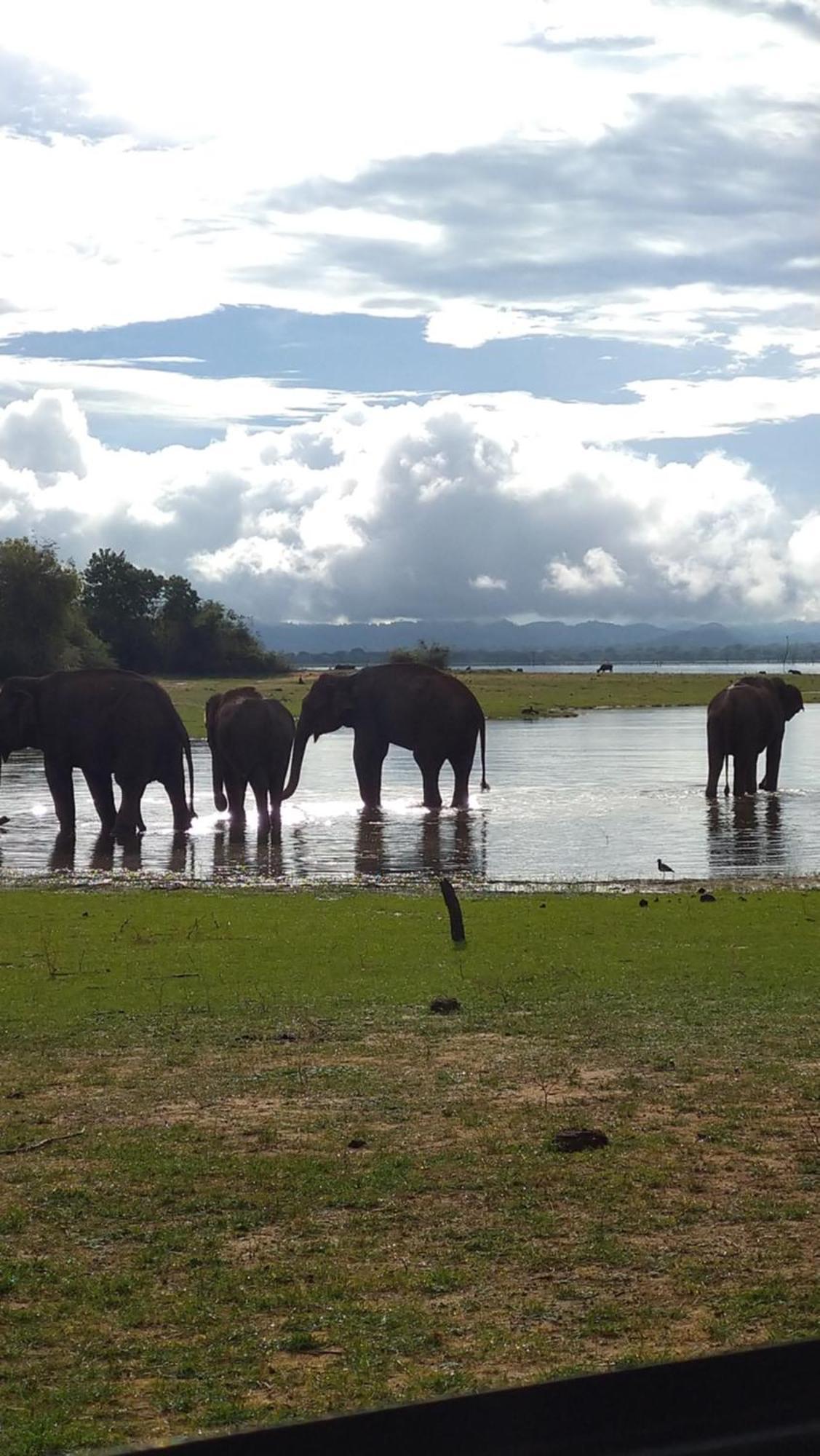 Udawalawa Safari Resort Udawalawe Eksteriør billede