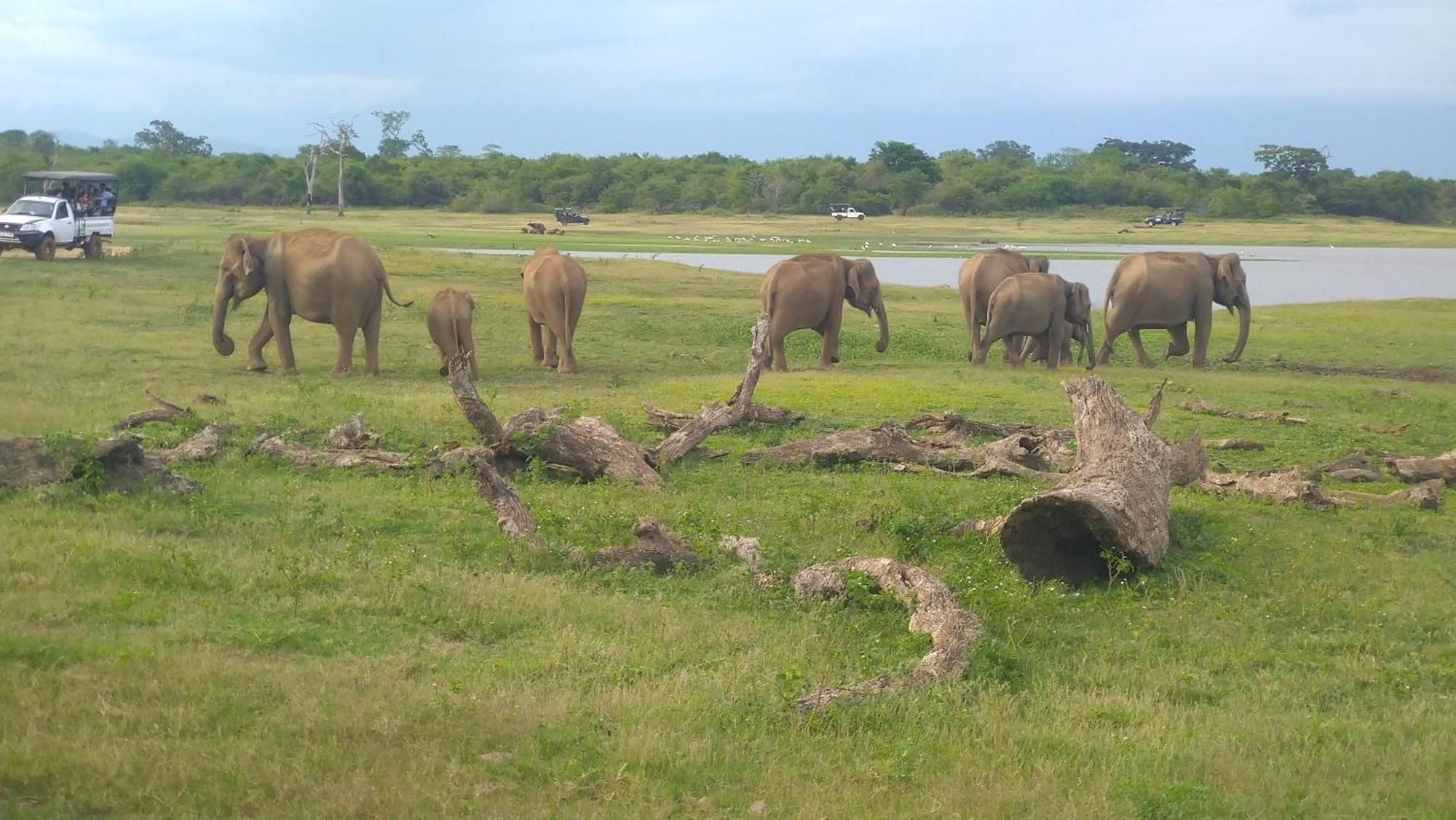 Udawalawa Safari Resort Udawalawe Eksteriør billede