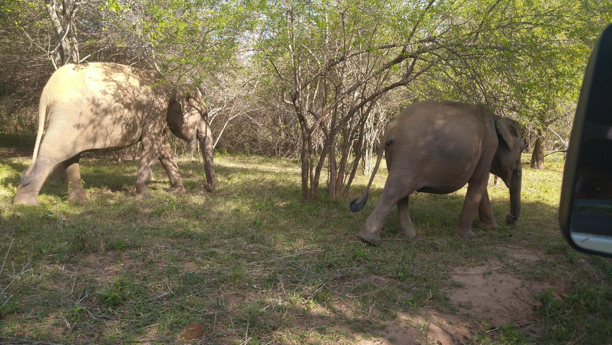 Udawalawa Safari Resort Udawalawe Eksteriør billede