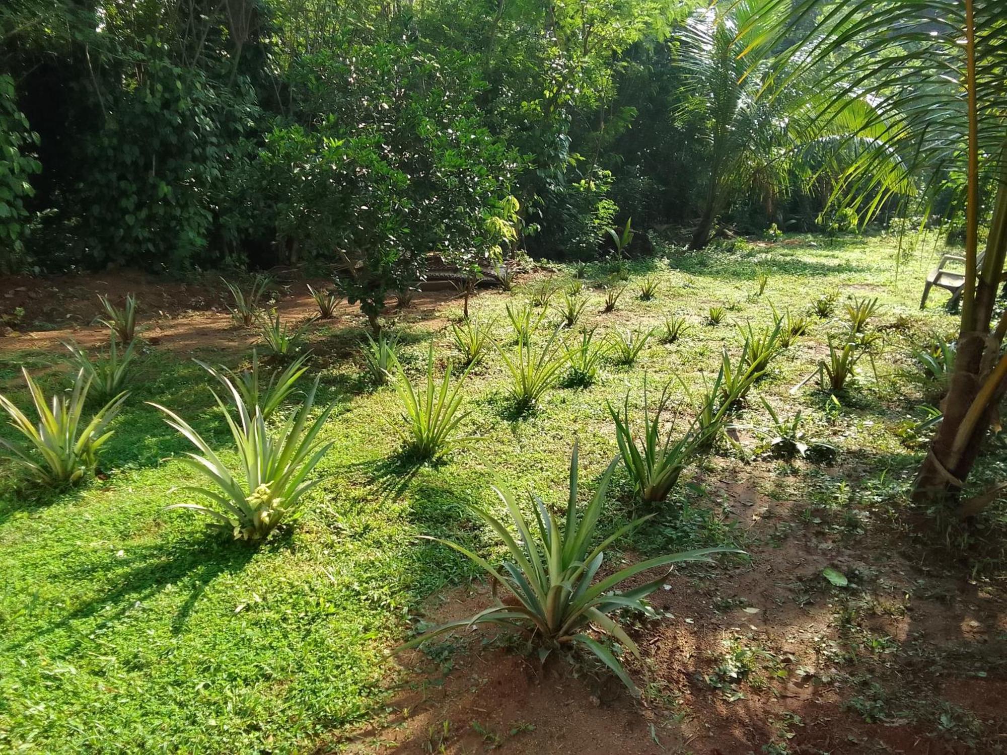 Udawalawa Safari Resort Udawalawe Eksteriør billede